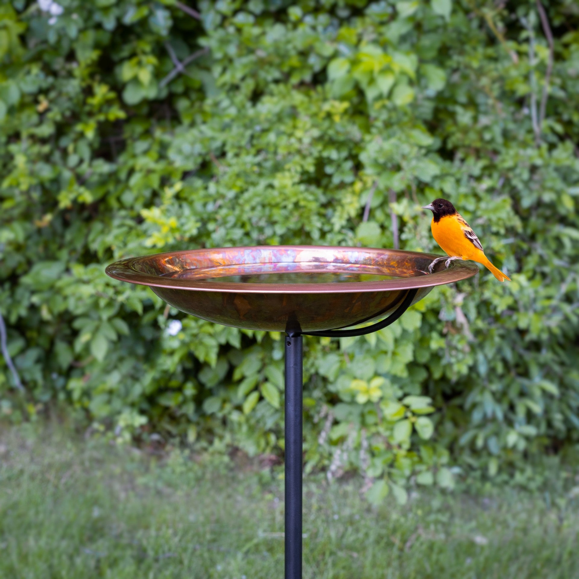13.5“� Fired Finish Birdbath with Garden Pole - Evira