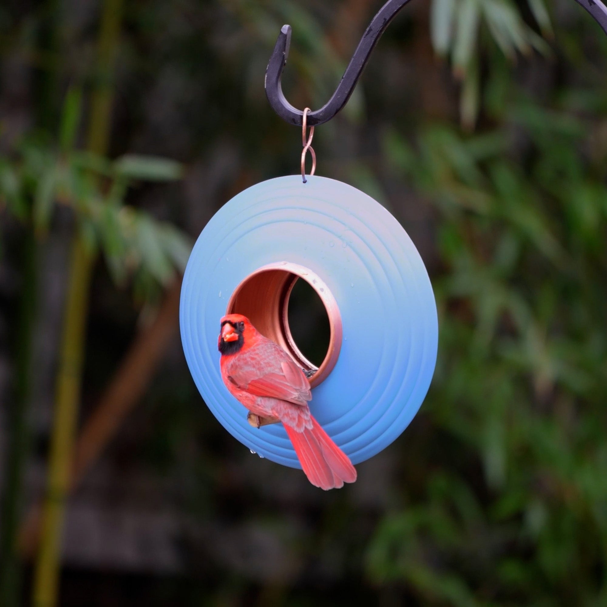 Azure Fly-Thru™ Bird Feeder, Copper Accents, Multiple Perches - Evira