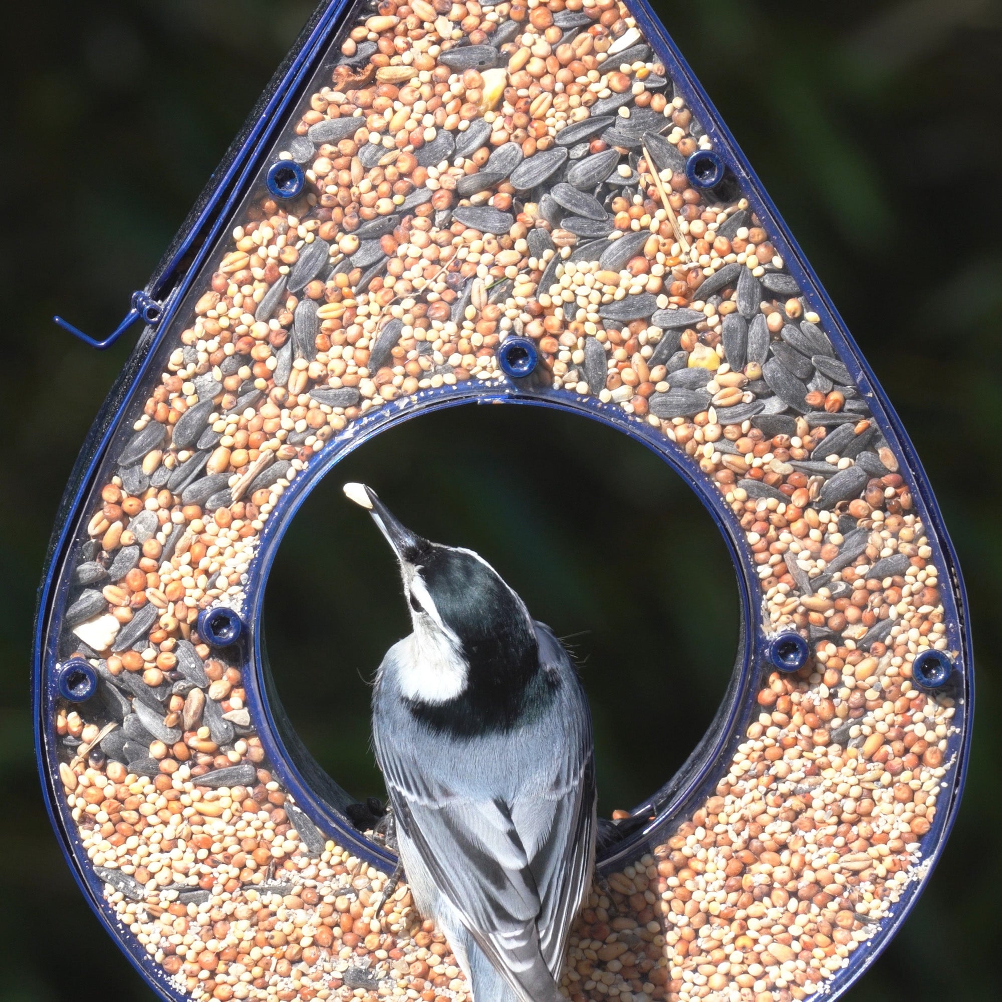 Rain Drop Fly-Thru Blue Bird Feeder - Evira
