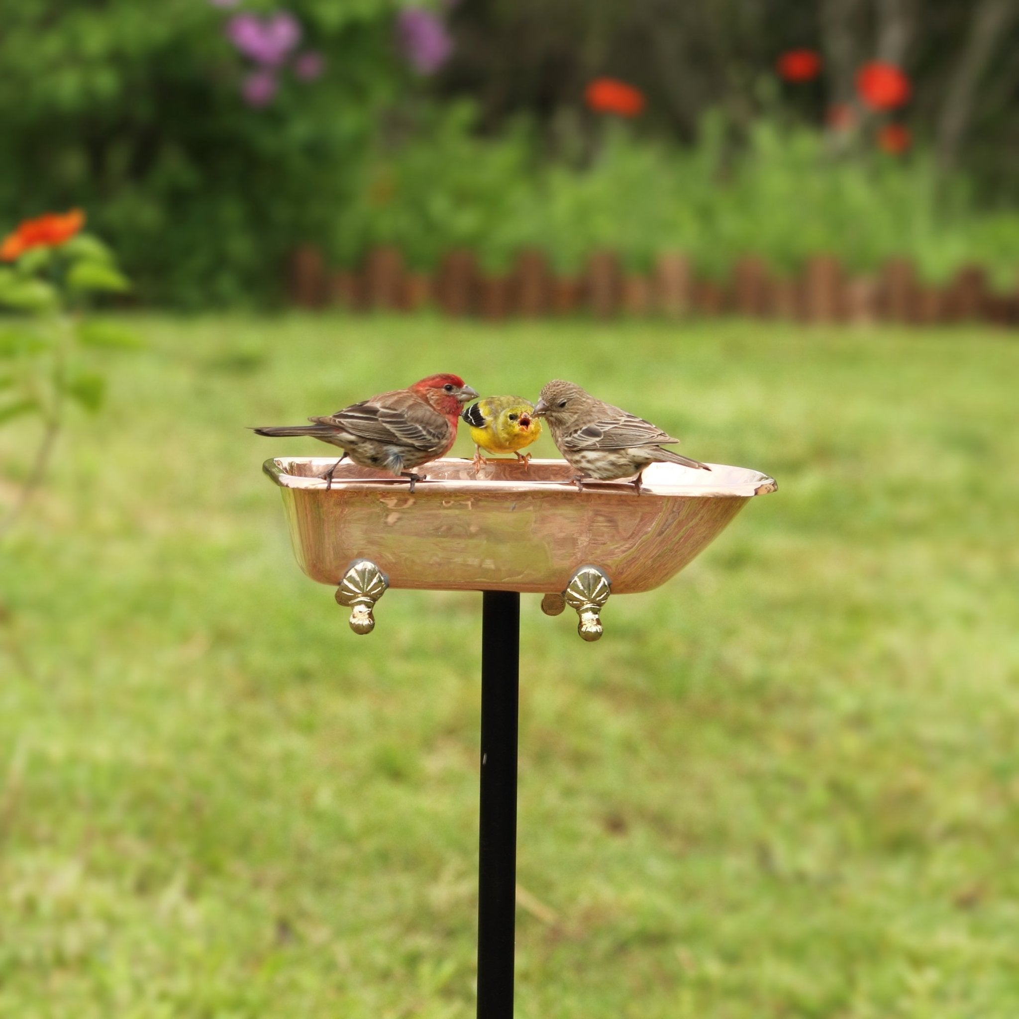 Splish Splash Birdbath, Copper - Evira