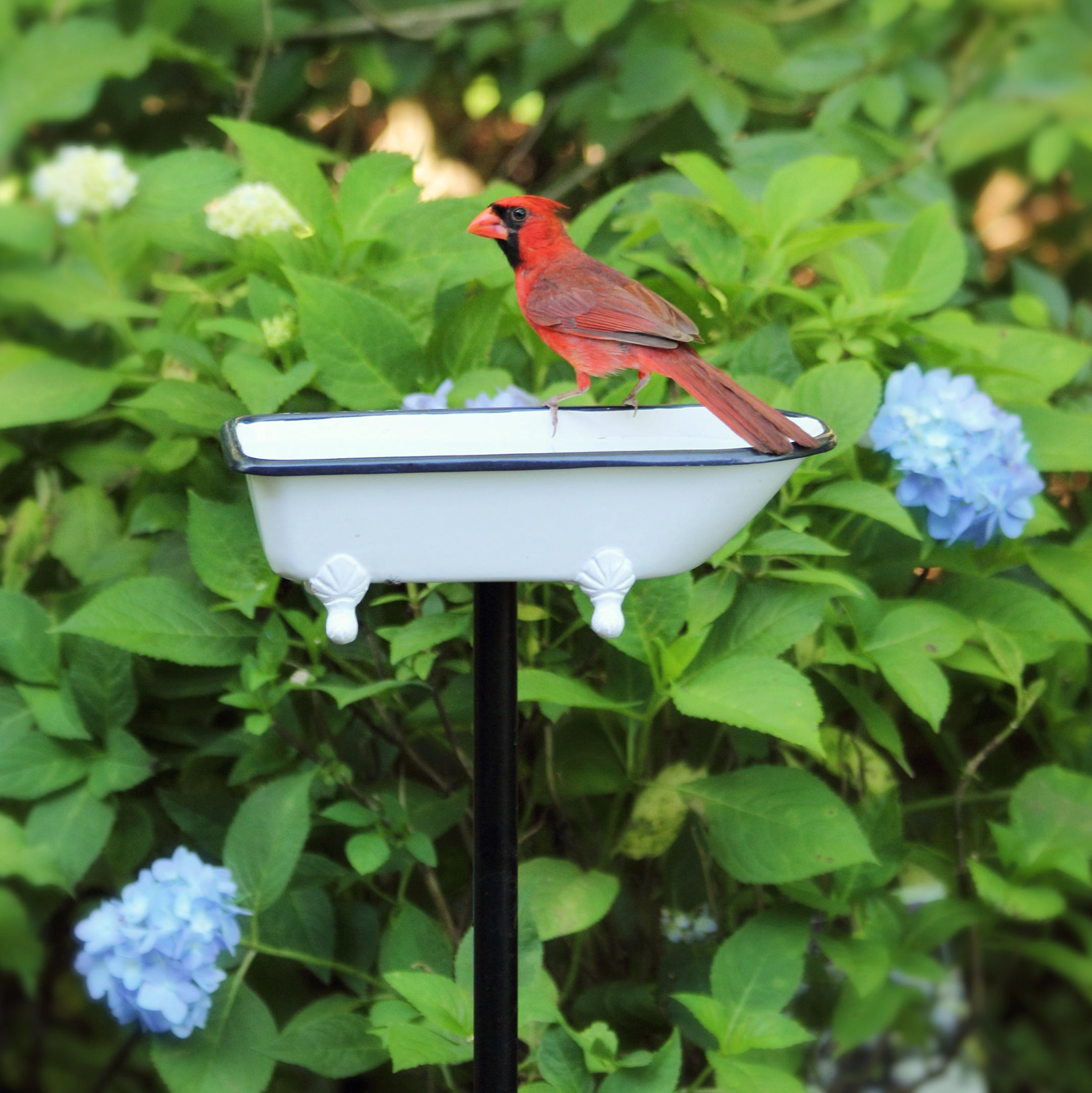 Splish Splash Birdbath, Brass - Evira