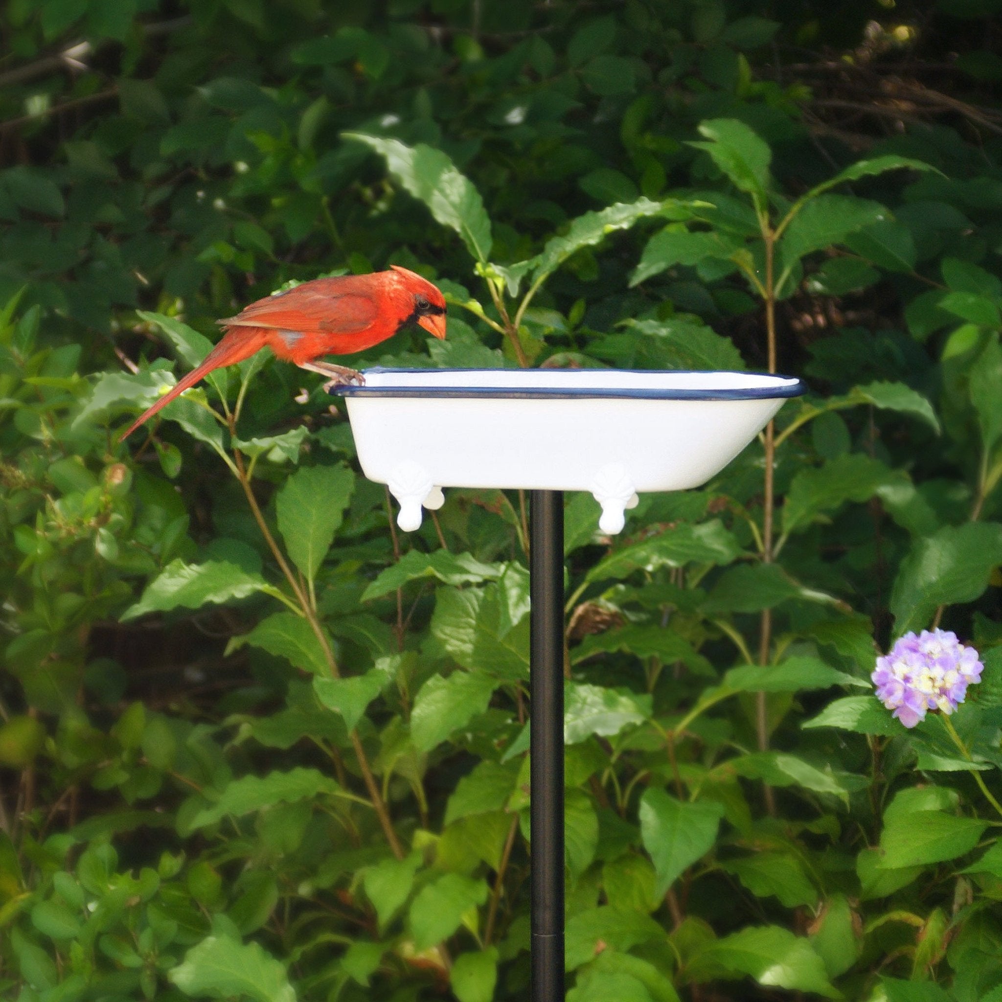 Splish Splash Birdbath, Brass - Evira