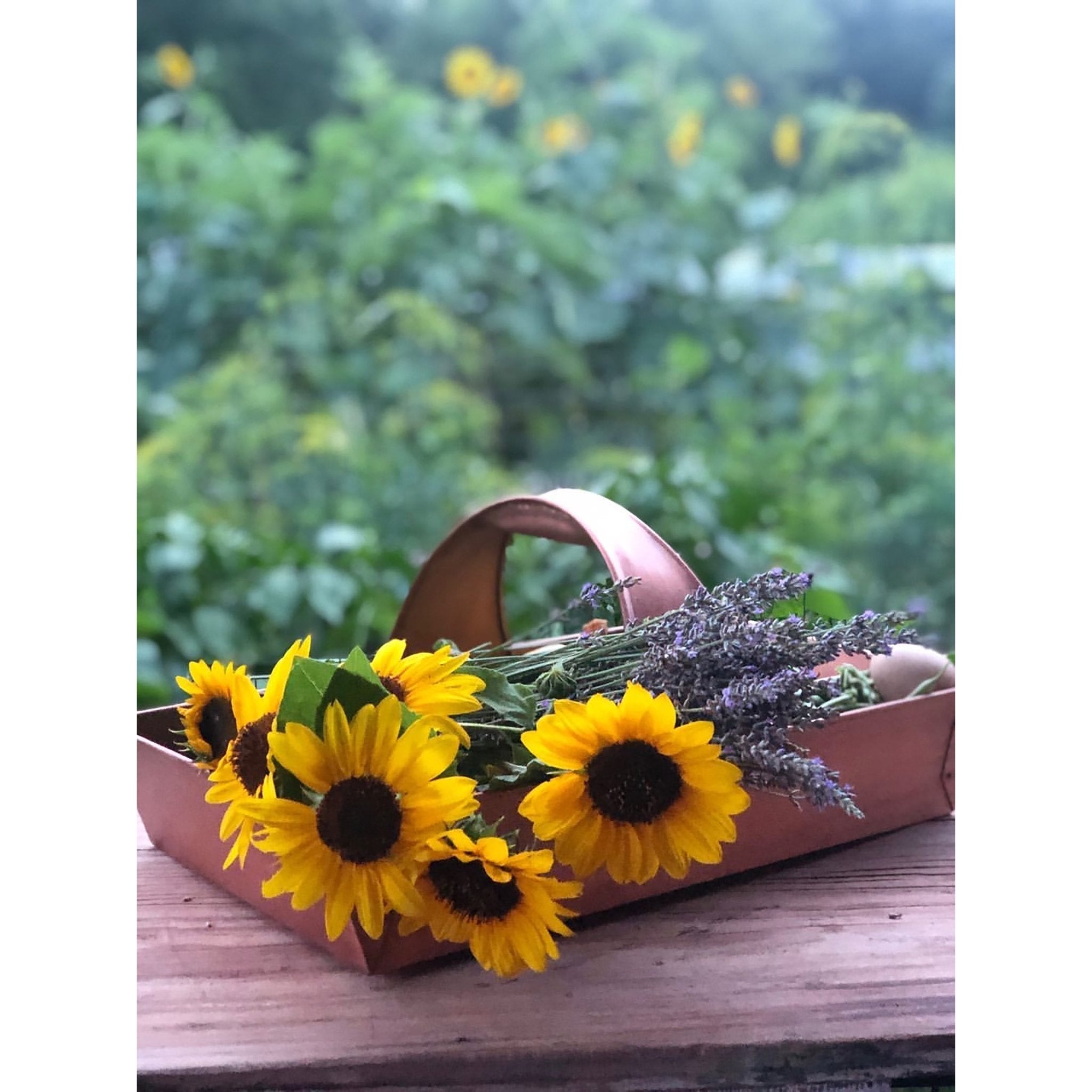 Large Garden Trug Basket - Evira